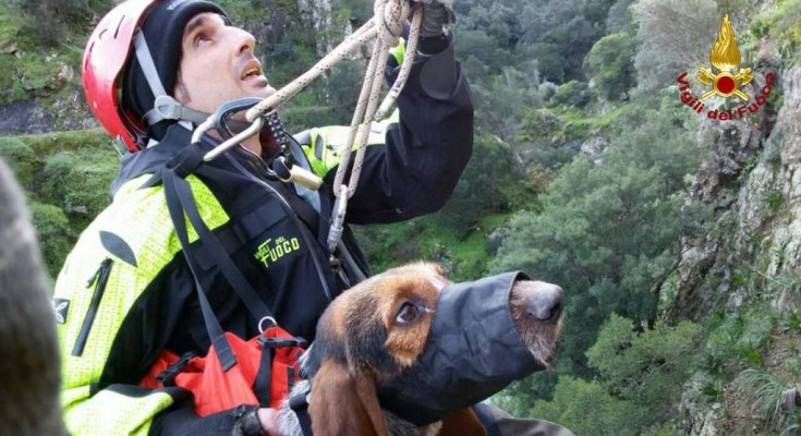 vigili-del-fuoco-cane-salvato