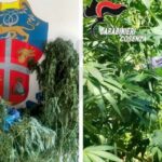 Beccati a raccogliere la canapa: scovata piantagione, sequestrati 6,5 chili di marijuana