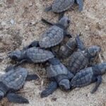 In Calabria ondata di nidi di tartaruga marina Caretta caretta