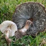 Allarme in Calabria: comparsa una nuova specie esotica di funghi, è tossica