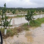 Coldiretti Calabria: ingenti danni all’agricoltura nel lametino. oliveti, agrumeti, serre,vivai, vigneti e mezzi di produzione centinaia di ettari sott’acqua