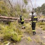 Il vento forte sferza il Vibonese, alberi e pali del telefono finisco in strada